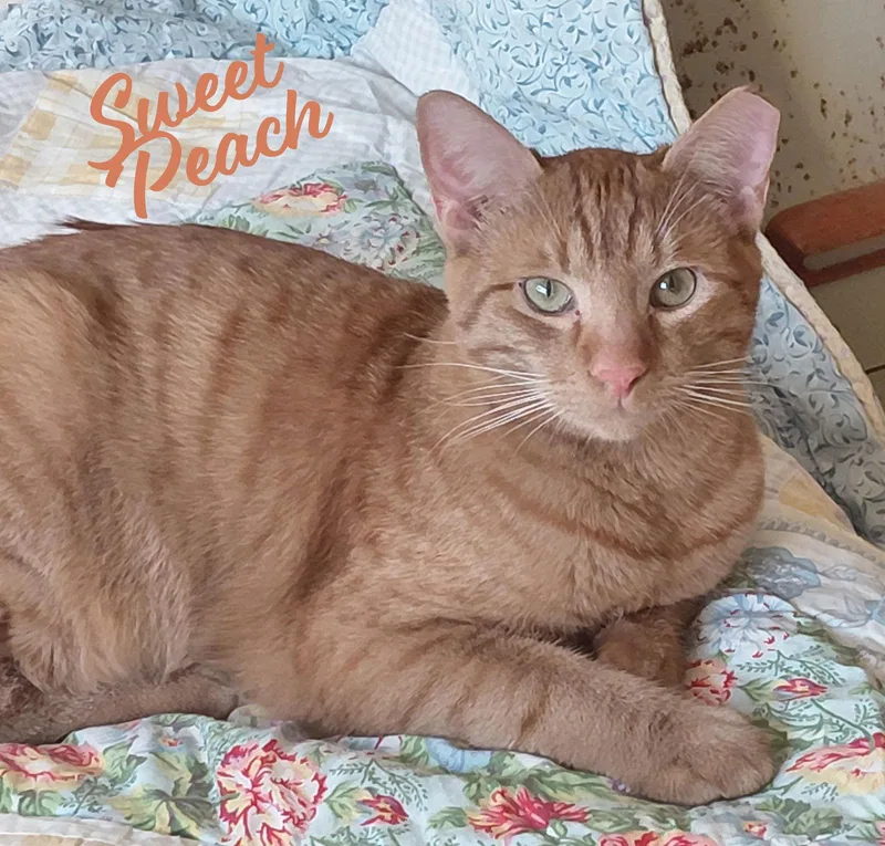 Sweet Peach Bondedtofrankie