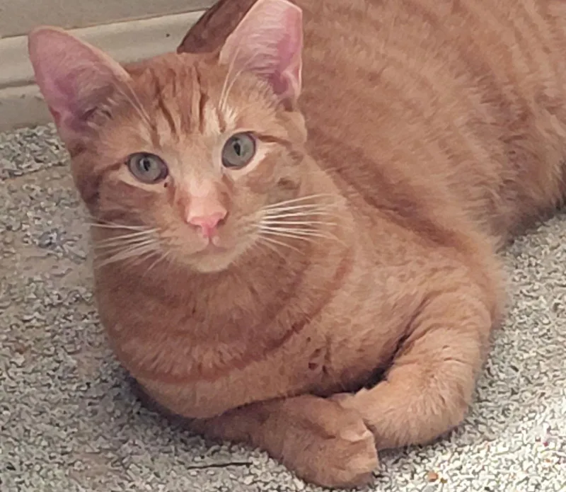 Sweet Peach Bondedtofrankie thumbnail 3