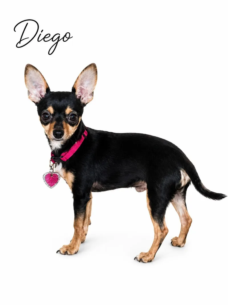 A baby small-sized male Black Chihuahua dog named Diego for adoption in SYLVANIA, GA
