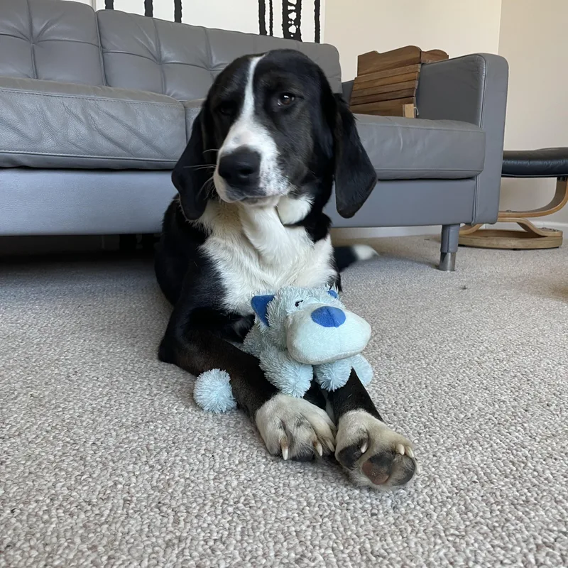 Riff Raff Tripawd thumbnail 2