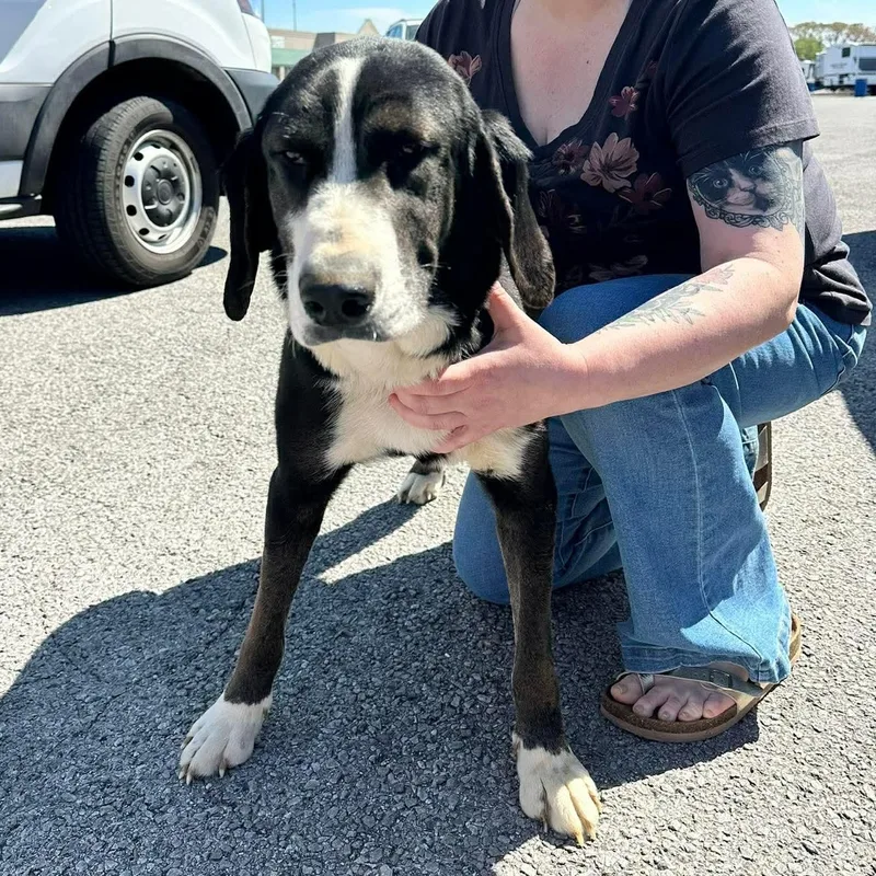 Riff Raff Tripawd thumbnail 4