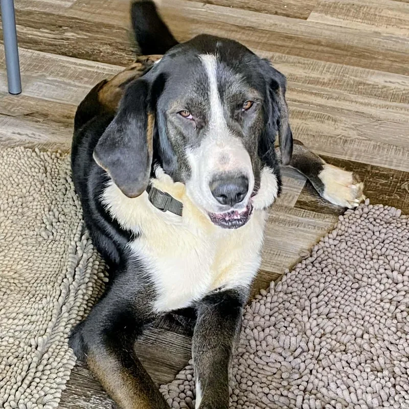 Riff Raff Tripawd thumbnail 5