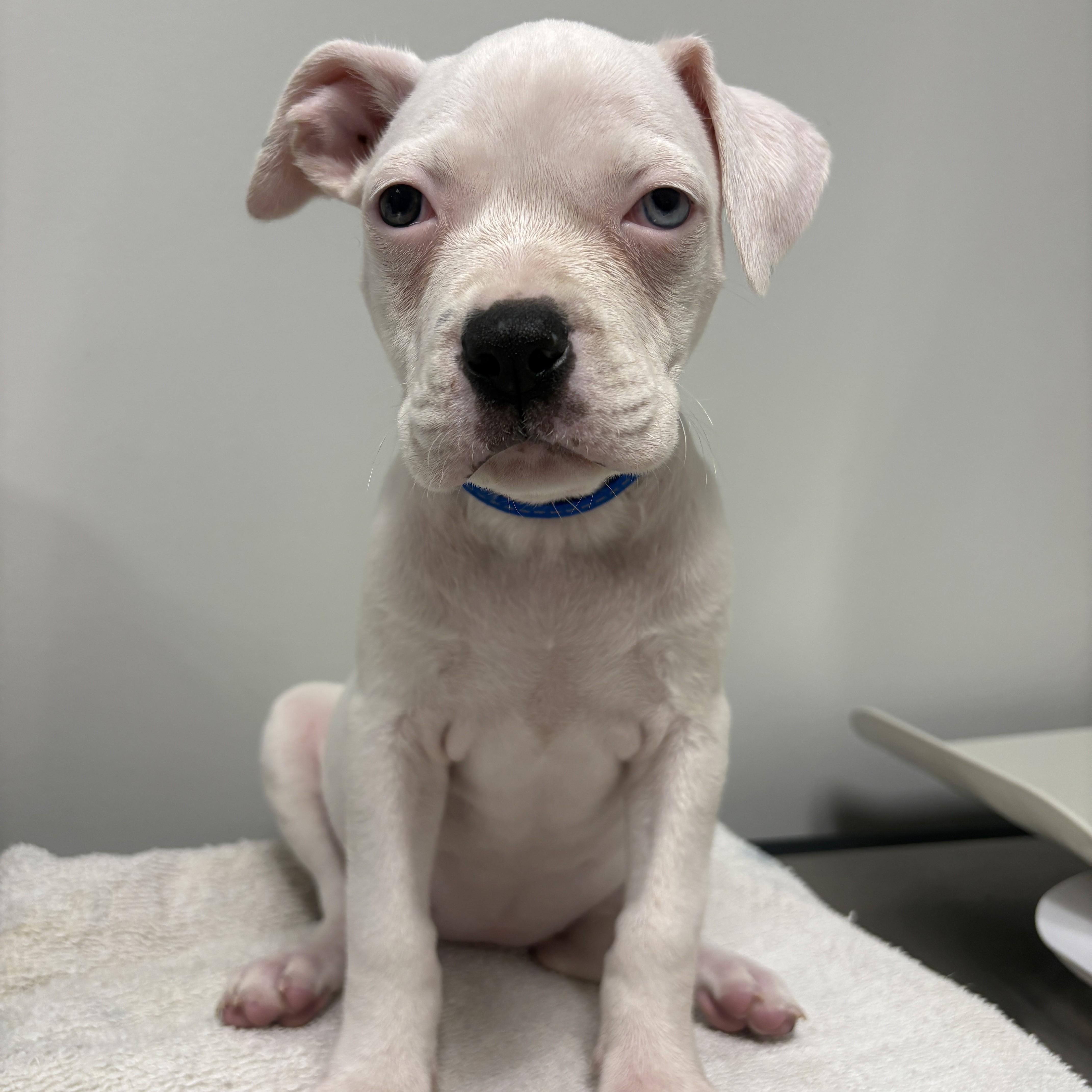 A baby large-sized female White / Cream Pit Bull Terrier dog named Diesel for adoption in Detroit, MI