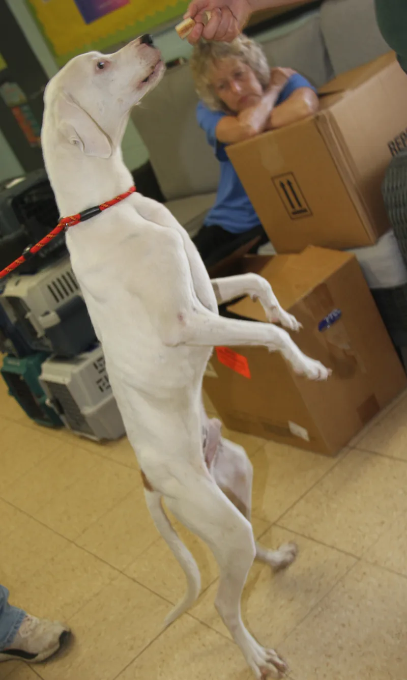 An adult medium-sized male White / Cream Boxer dog named Bolt for adoption in Marietta, OH