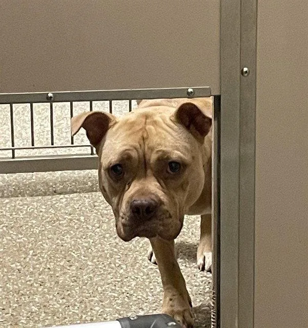 An adult large-sized female Pit Bull Terrier dog named Lyn for adoption in Clyde, NC