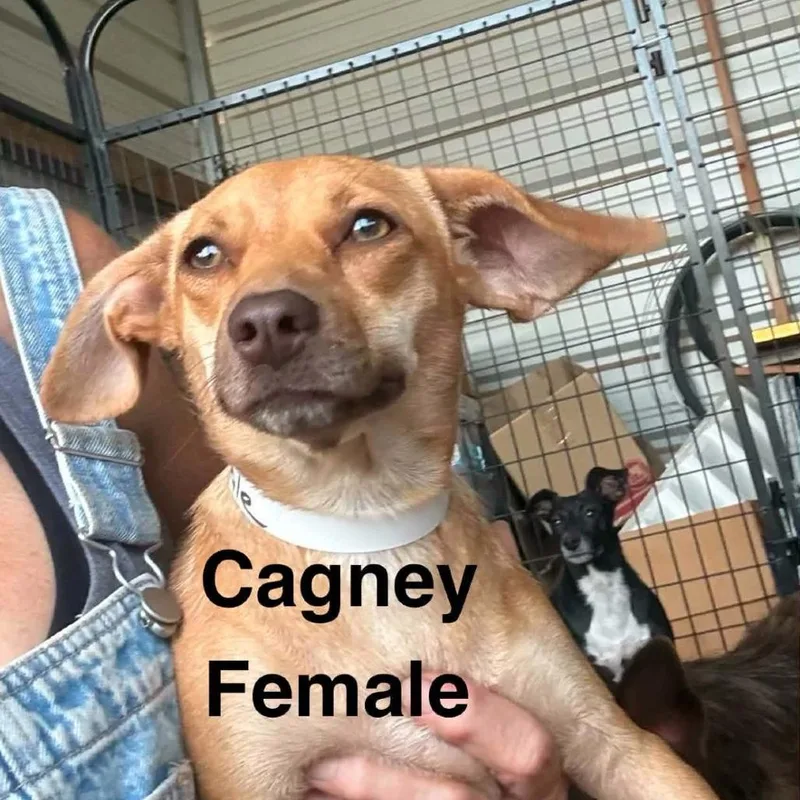 Cagney