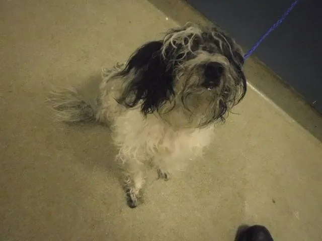 An adult medium-sized male Yorkshire Terrier dog named Jackson for adoption in Miami, FL