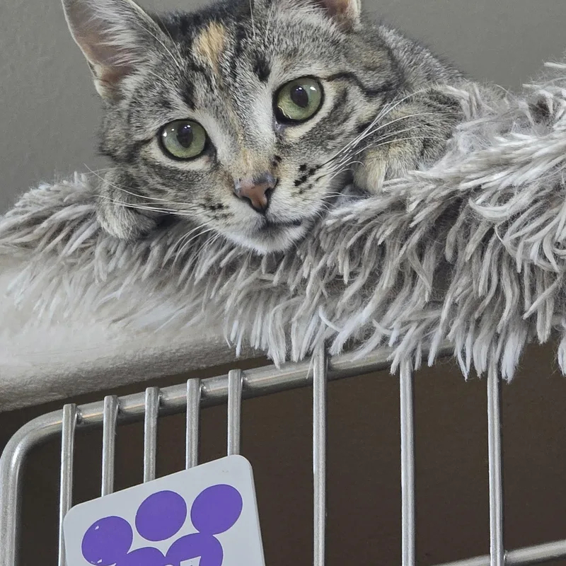 An adult medium-sized female Calico Domestic Short Hair cat named Miso for adoption in Arlington, WA
