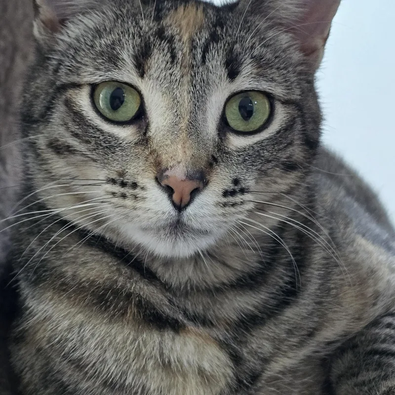 Miso thumbnail 2