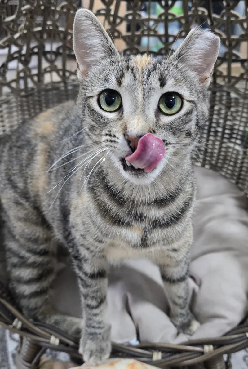Miso thumbnail 4
