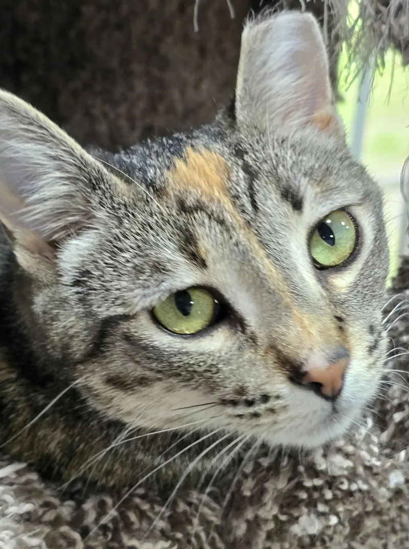 Miso thumbnail 5