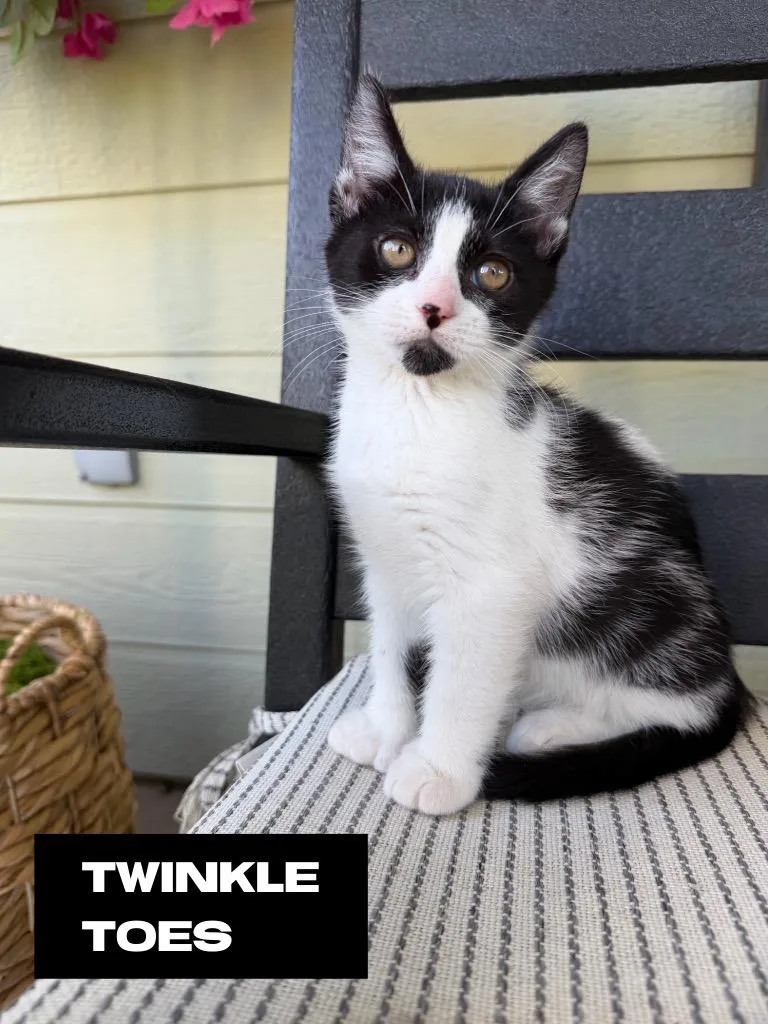 A baby small-sized female Domestic Short Hair cat named Twinkle Toes for adoption in San Jacinto, CA