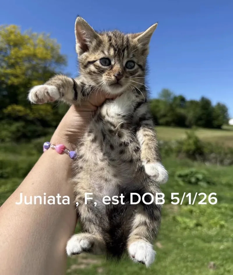 A baby small-sized female Tabby cat named Juniata for adoption in Shrewsbury, MA