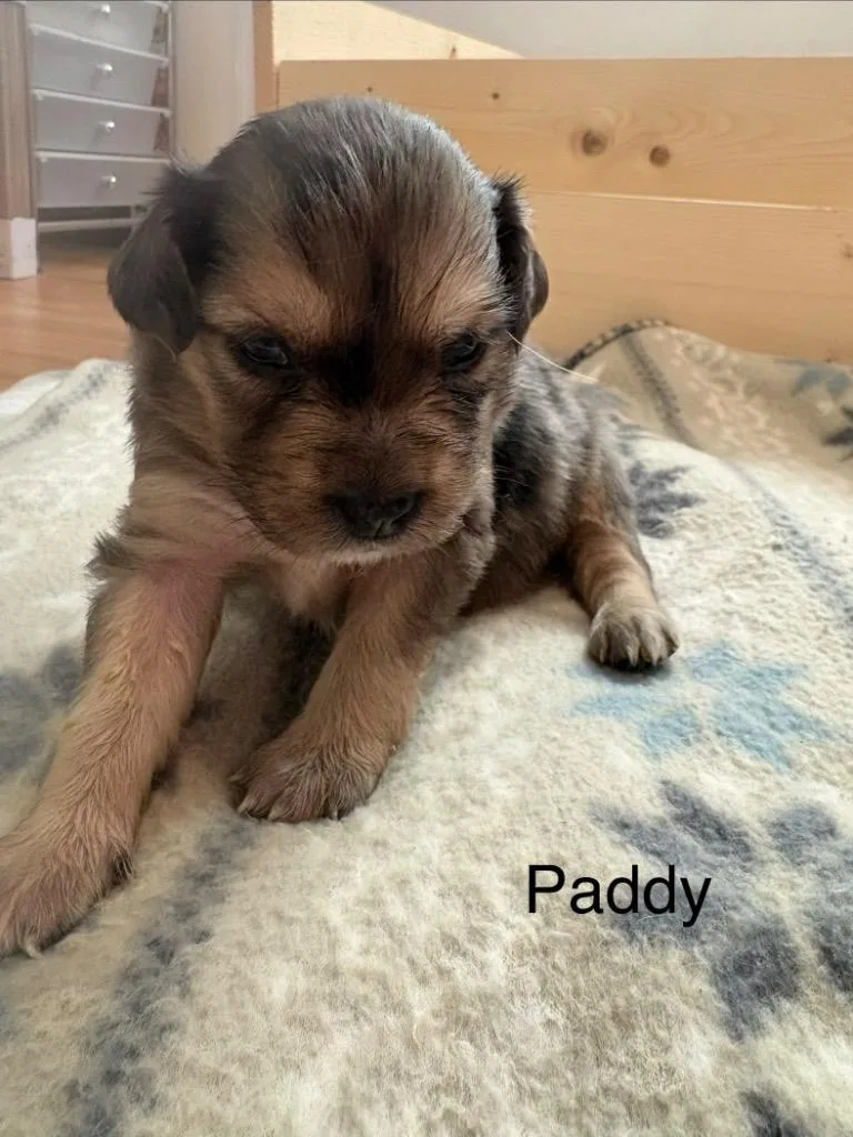 A baby medium-sized male Spaniel dog named Paddy for adoption in West Bloomfield, MI
