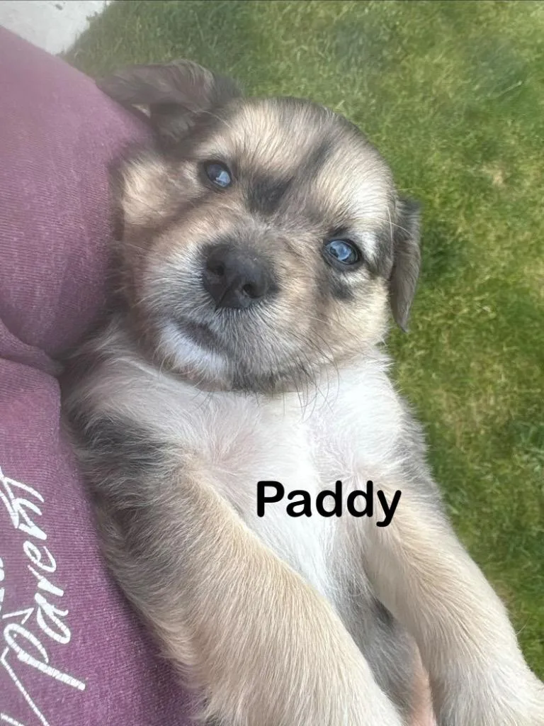 Paddy thumbnail 4