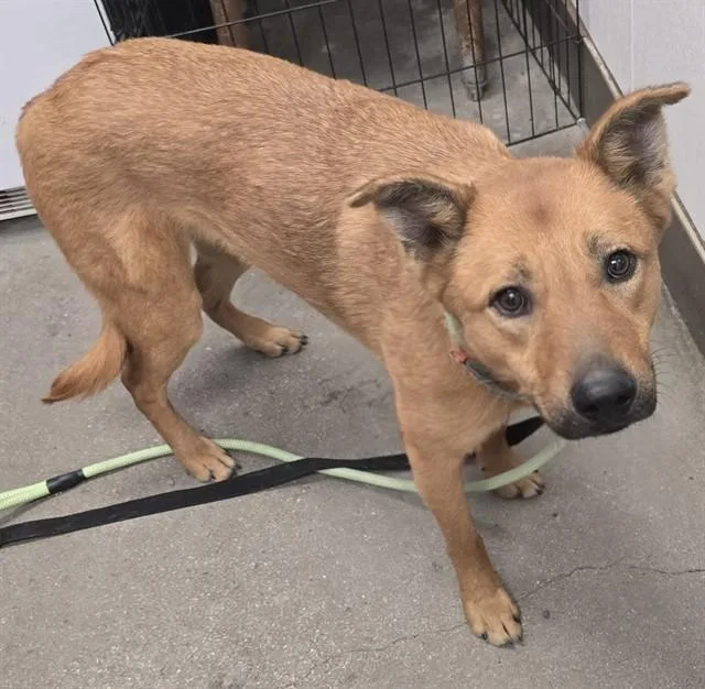 A young large-sized male German Shepherd Dog dog named Simba for adoption in Tucson, AZ