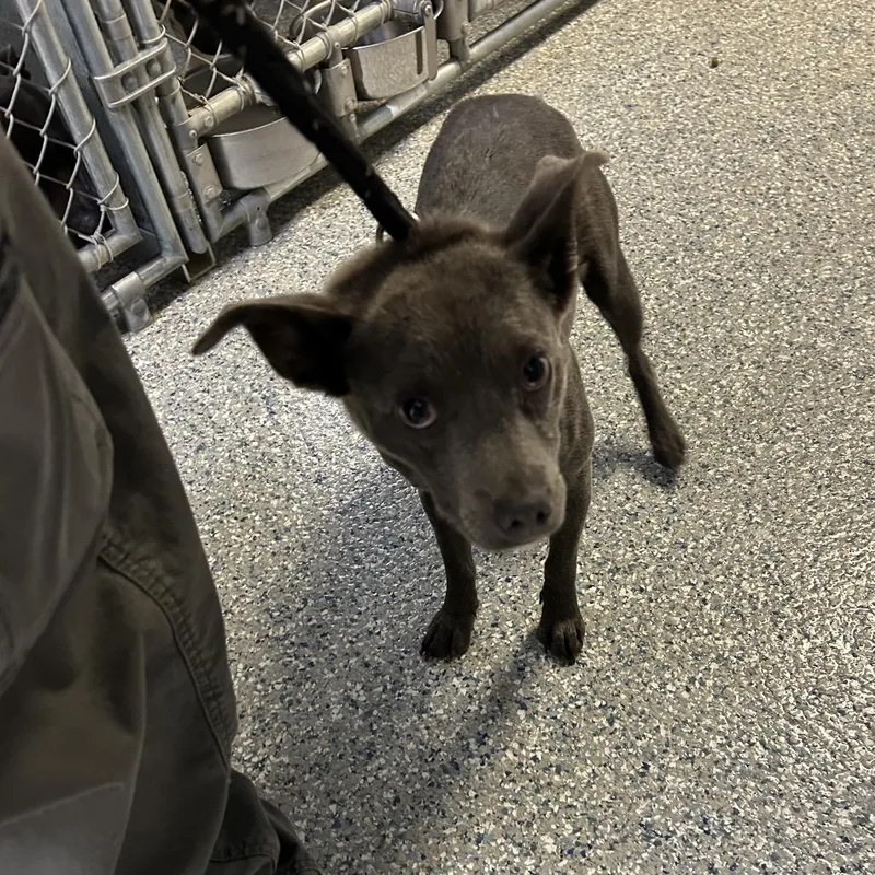 A young small-sized female Black Pit Bull Terrier dog named Marcy for adoption in Roxboro, NC