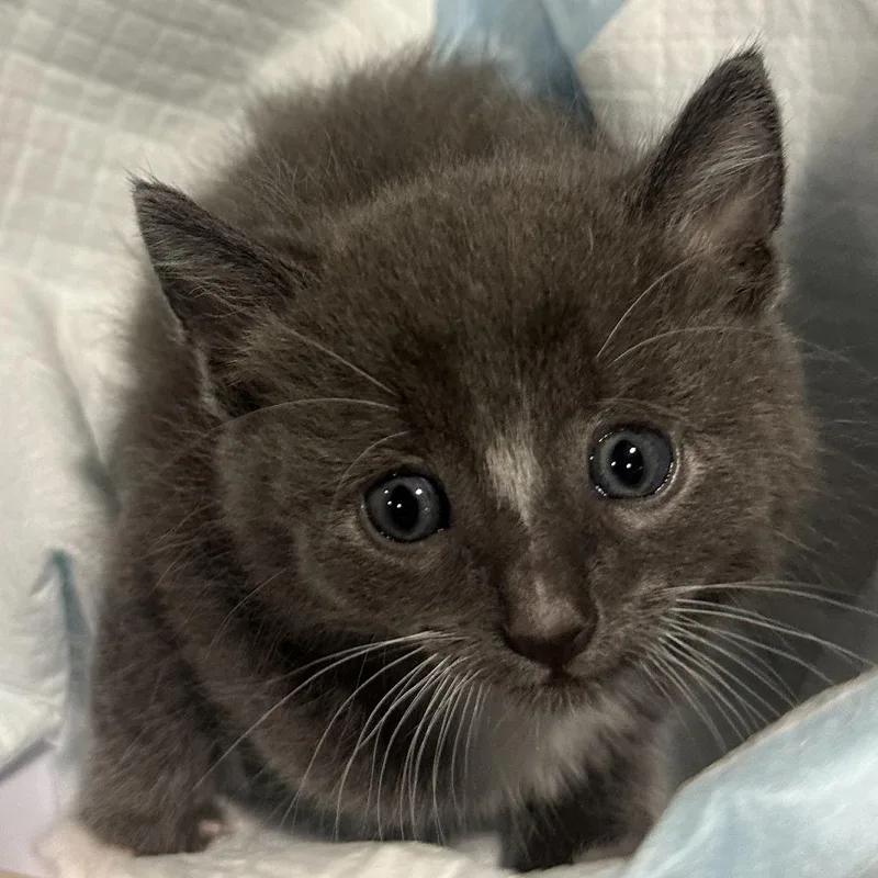 A baby small-sized male Gray / Blue / Silver Domestic Long Hair cat named Lil Smokey for adoption in Long Beach, CA
