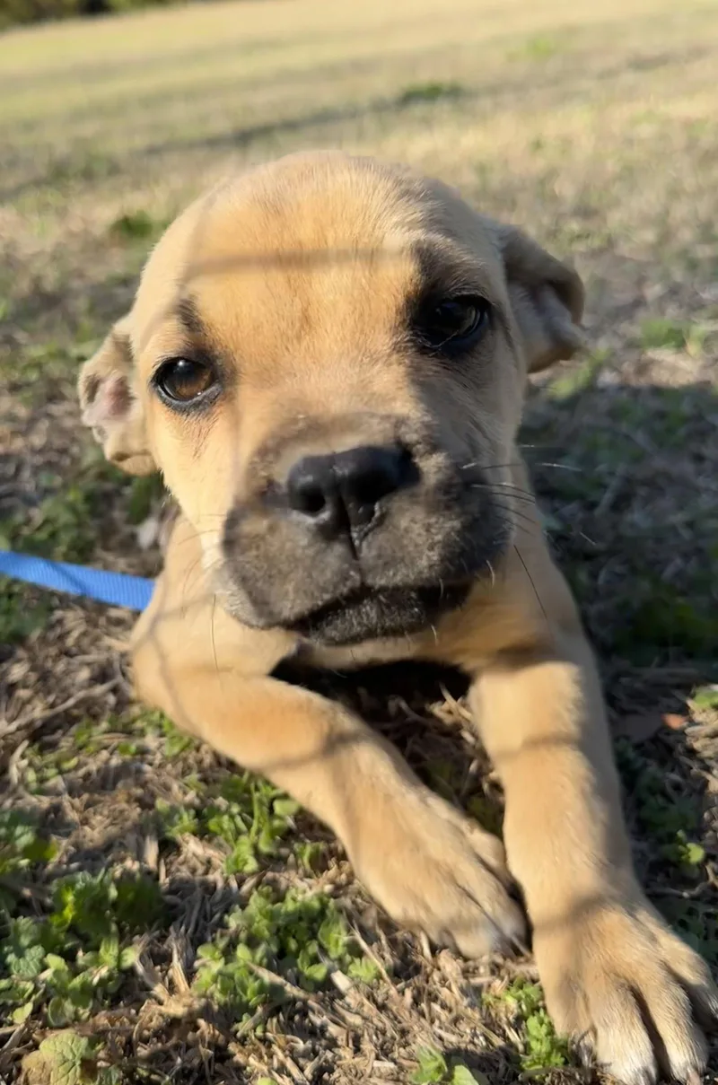 A young large-sized female Boxer dog named Piper for adoption in Tarrytown, GA