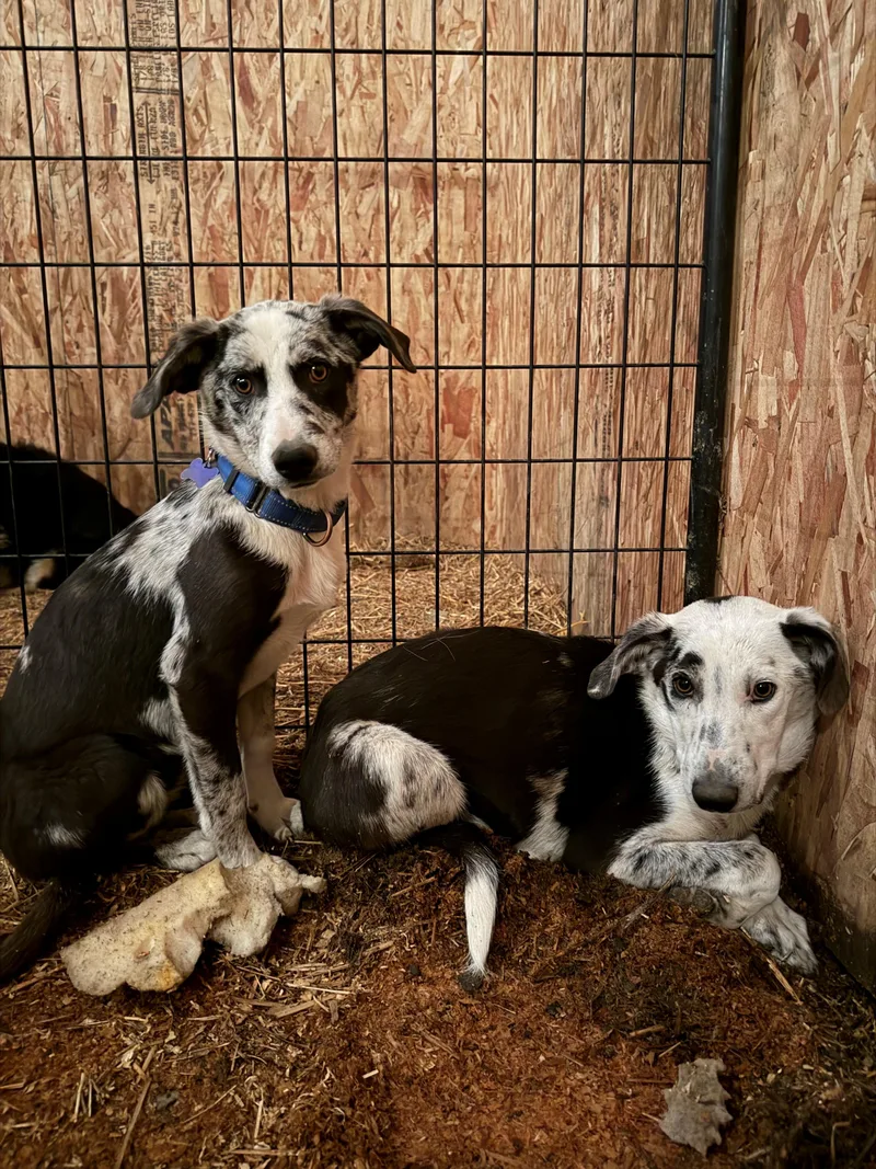 A baby medium-sized female Merle (Blue) Border Collie dog named Molly And Mason for adoption in Plummer, ID