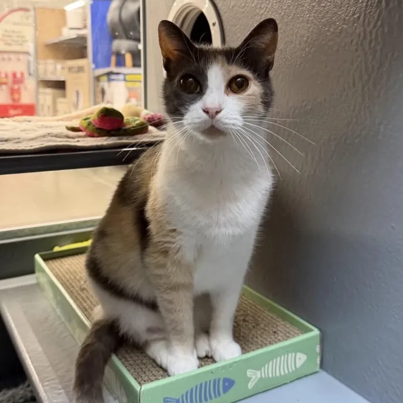 An adult large-sized female Dilute Calico Domestic Short Hair cat named Sasha Bee  very for adoption in Austin, TX