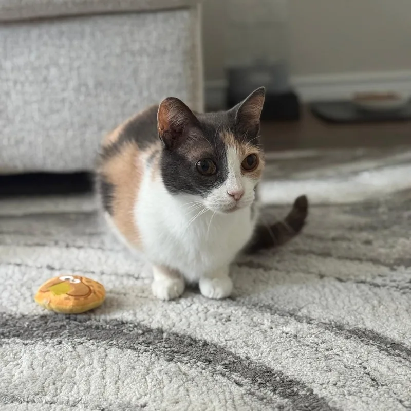Sasha Bee  very thumbnail 4