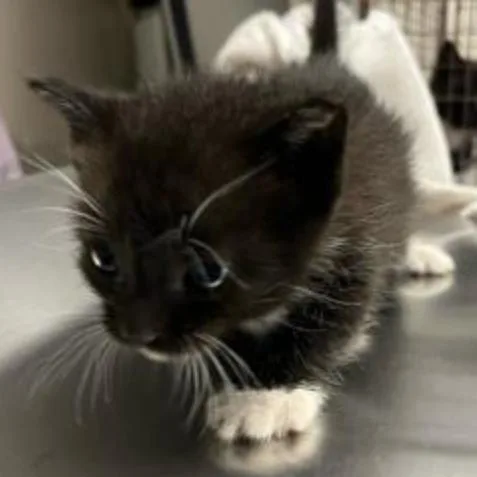A baby small-sized female Black Domestic Short Hair cat named Jess for adoption in West Palm Beach, FL