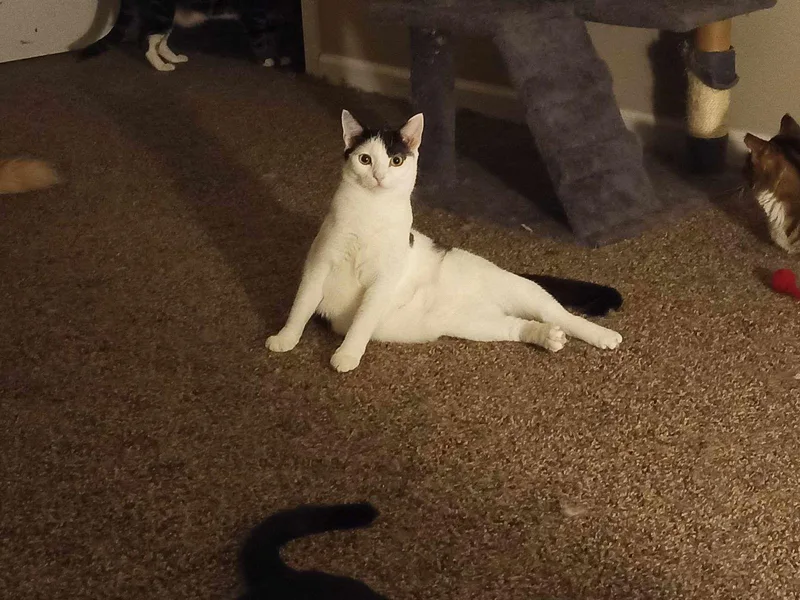 Calipurr thumbnail 2