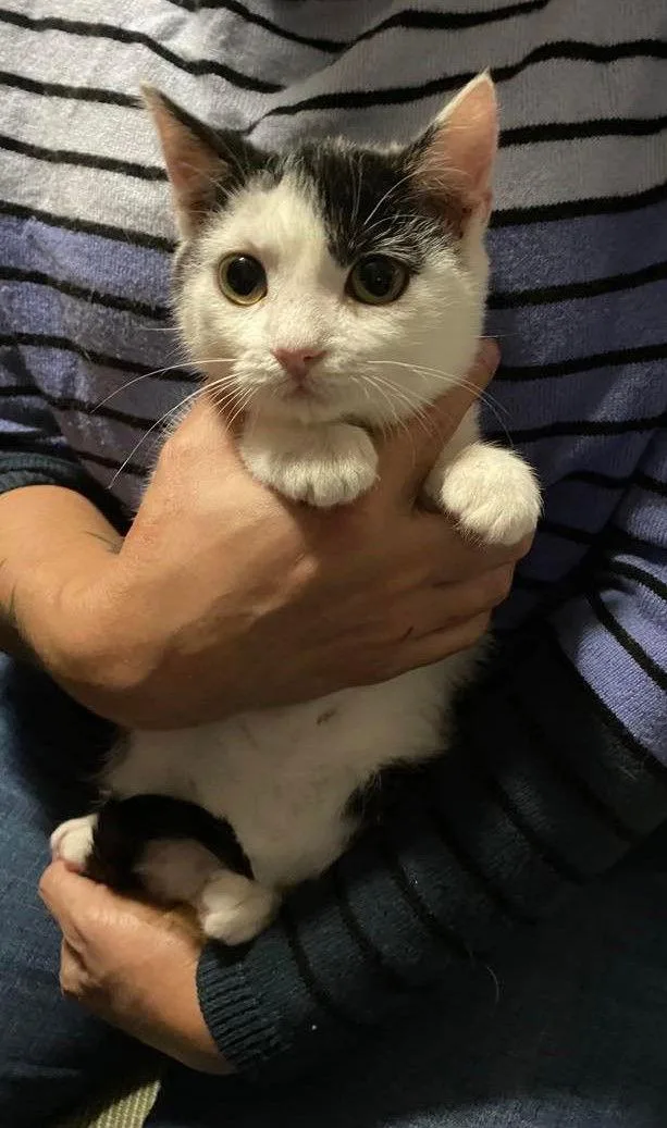 Calipurr thumbnail 3