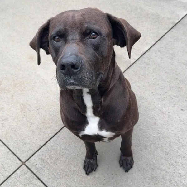 An adult large-sized male Hound dog named Woody for adoption in Des Moines, IA