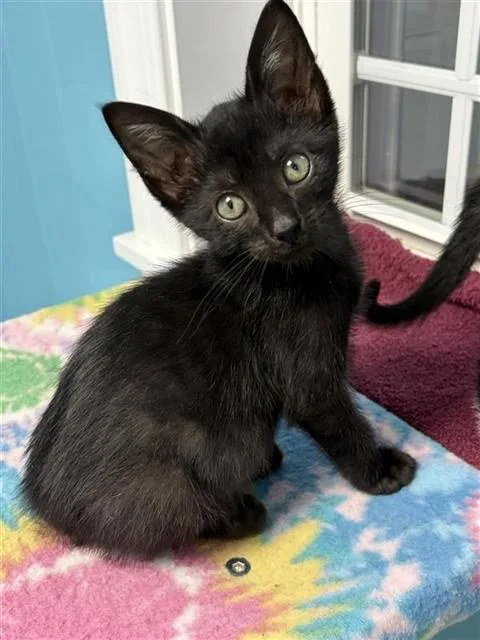 A baby small-sized male Domestic Short Hair cat named Nuggy for adoption in Statesville, NC