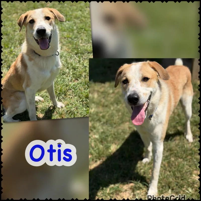 A young large-sized male Great Pyrenees dog named Otis for adoption in Blountville, TN