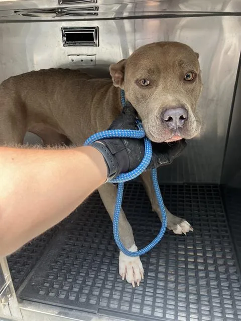 A young large-sized female Mixed Breed dog named Bella for adoption in Dallas, TX