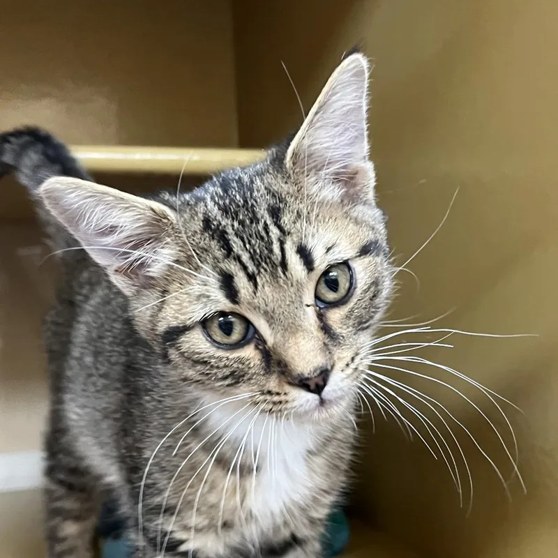 A baby small-sized male Brown / Chocolate Domestic Short Hair cat named Paul for adoption in Las Vegas, NV