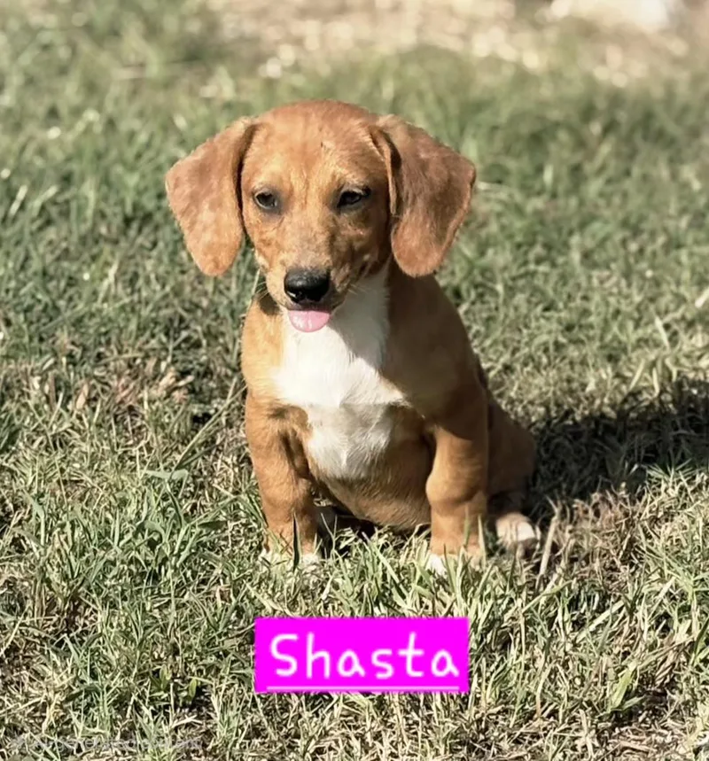 A baby small-sized female Brown / Chocolate Dachshund dog named Shasta for adoption in Norfolk, MA