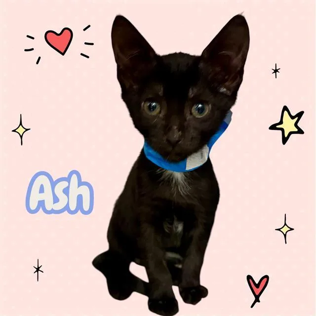 A baby small-sized male Domestic Short Hair cat named Ash for adoption in Visalia, CA