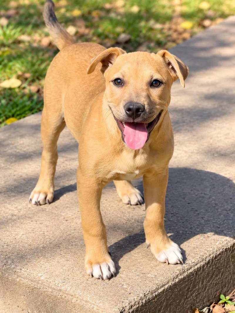 A young medium-sized male Pit Bull Terrier dog named Percy Park for adoption in Nashville, TN