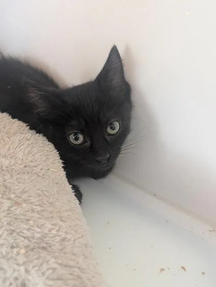 A baby medium-sized female Domestic Short Hair cat named Amber for adoption in Divide, CO