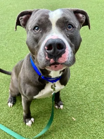 An adult large-sized male Mixed Breed dog named Cranston for adoption in West Chester, PA