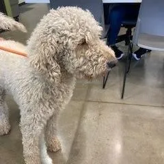 An adult large-sized male White / Cream Poodle dog named McDoodlepants for adoption in York, PA