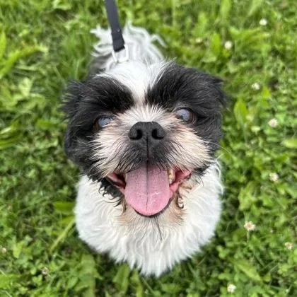 A senior small-sized male Mixed Breed dog named Duke for adoption in Janesville, WI