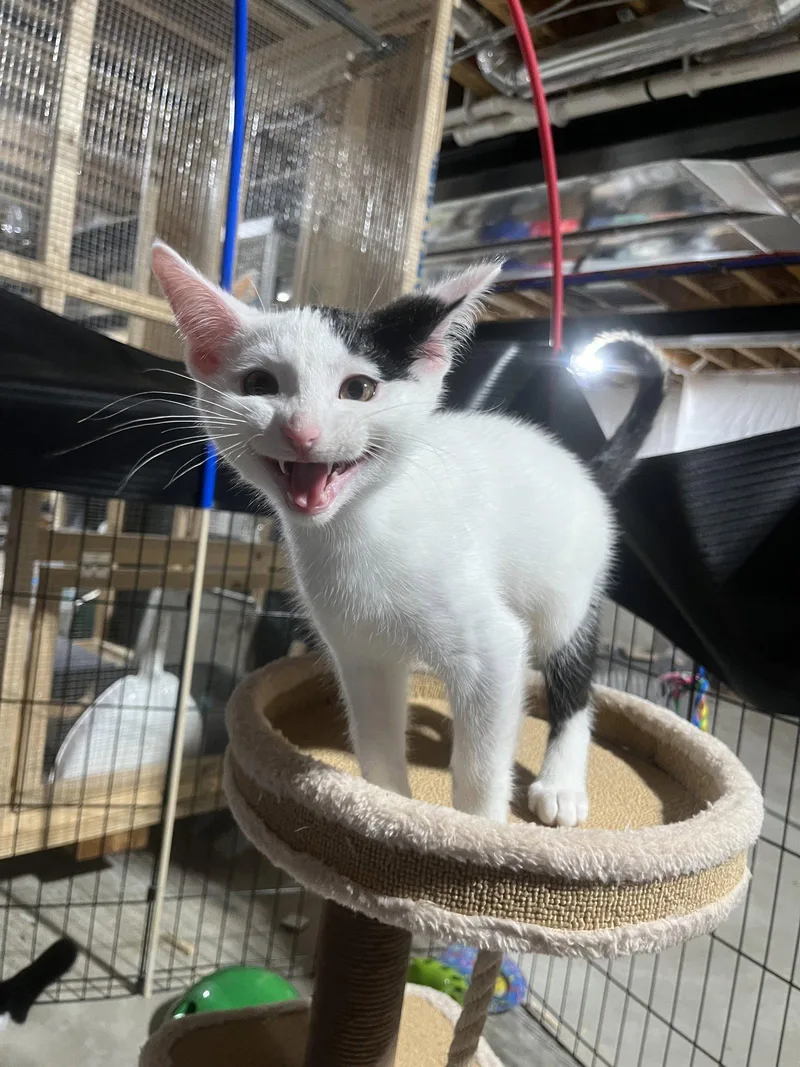 Roo thumbnail 2