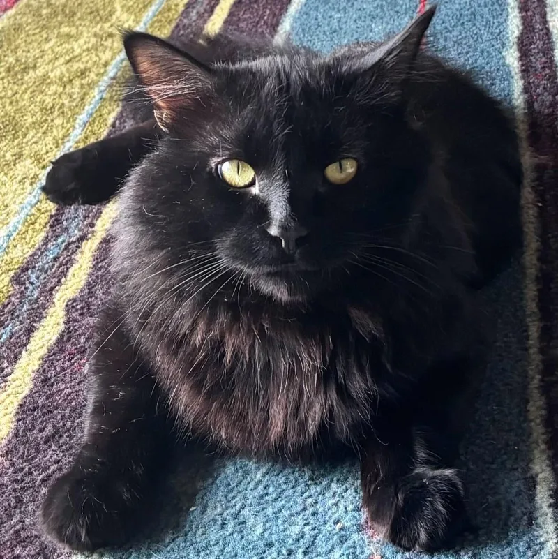Mr. Fluff