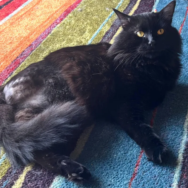 Mr. Fluff thumbnail 2
