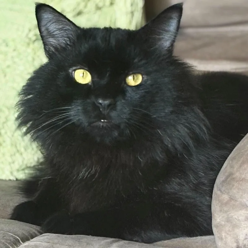 Mr. Fluff thumbnail 3