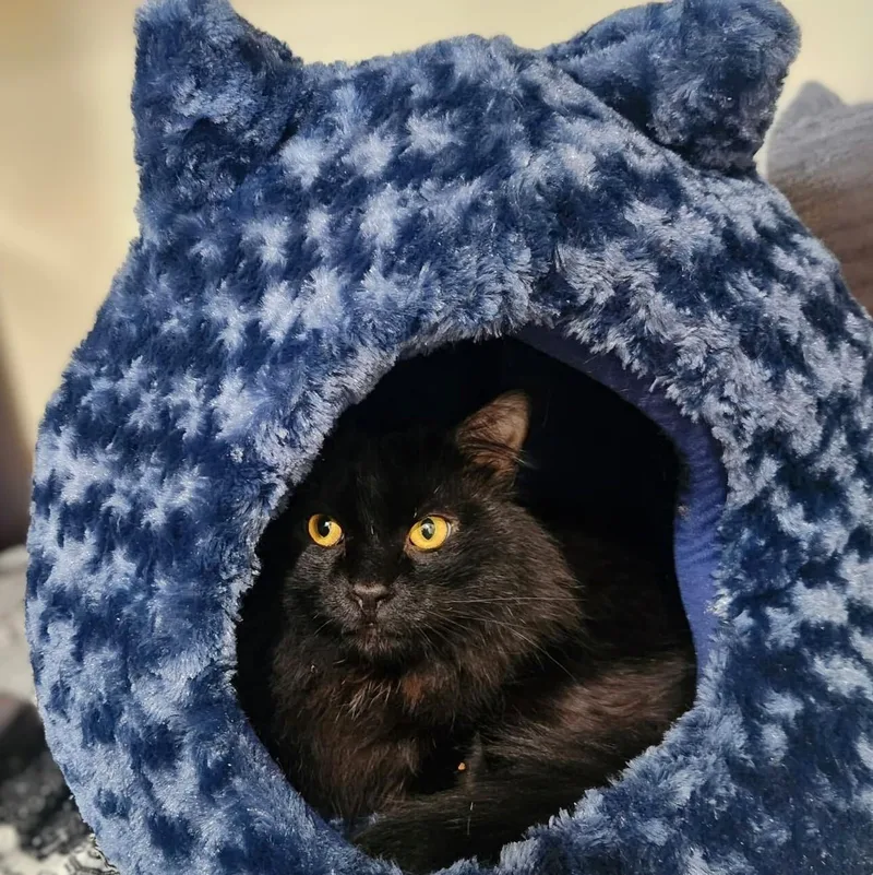 Mr. Fluff thumbnail 5