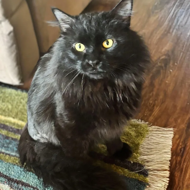 Mr. Fluff thumbnail 6