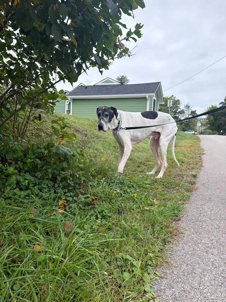 A senior medium-sized male Great Dane dog named Rocky for adoption in Bloomington, IN