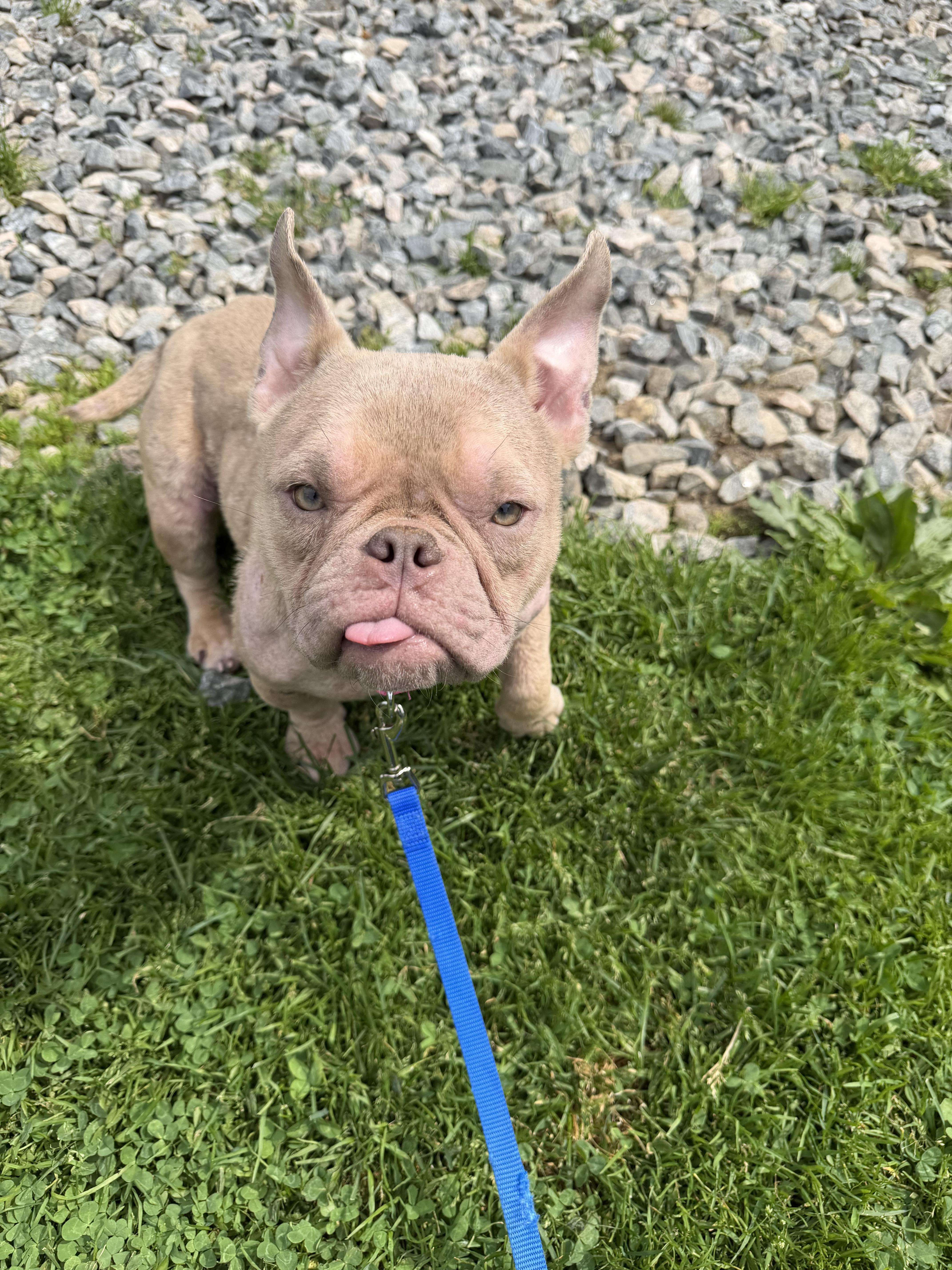 A young medium-sized female French Bulldog dog named Rosie for adoption in Terryville, CT