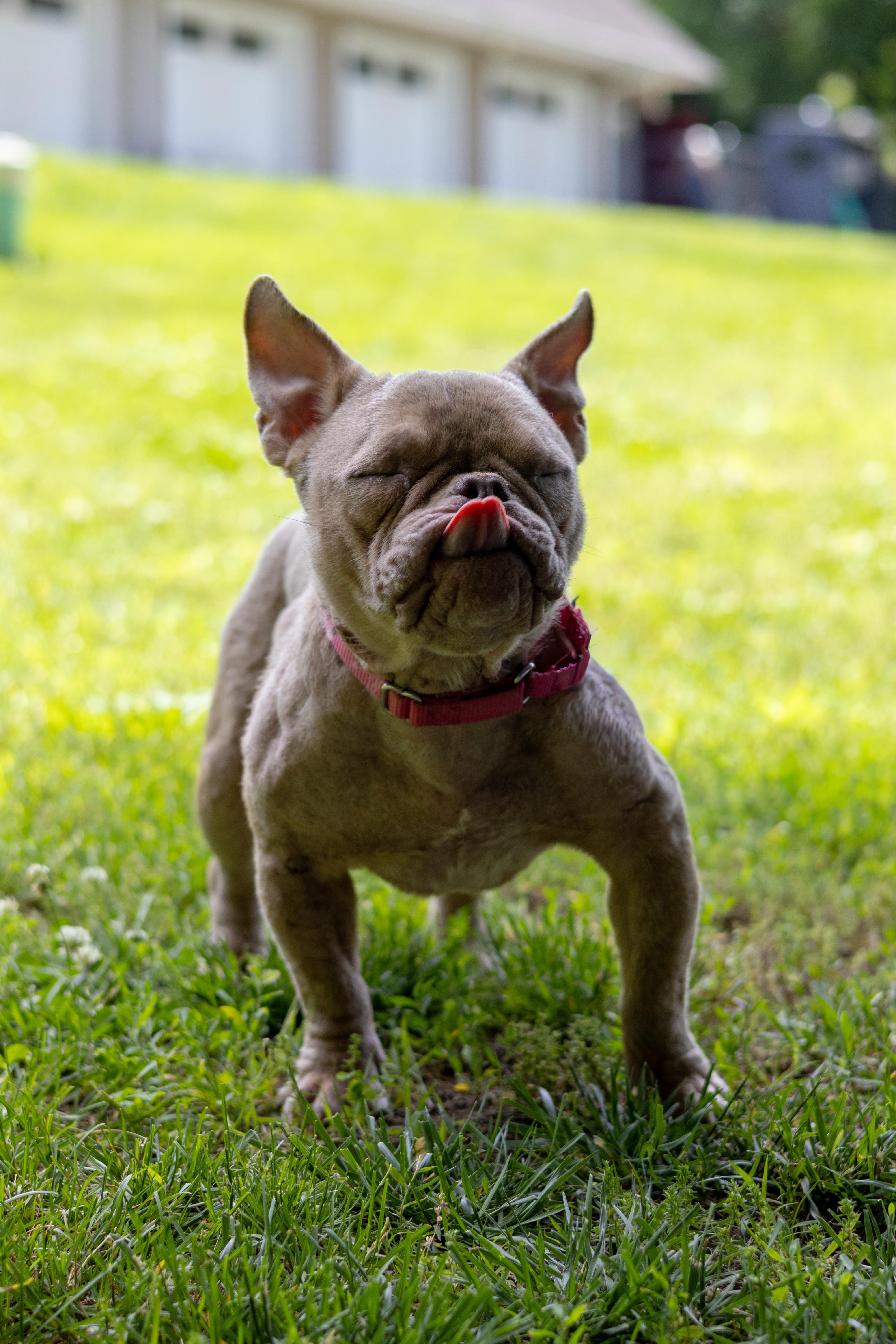 Rosie thumbnail 5